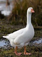 Domestic goose