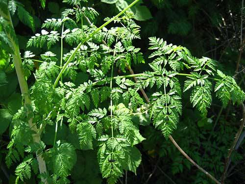 Hemlock